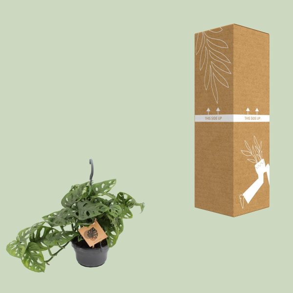 Monstera Monkey Mask ↨30cm-ø14cm - Afbeelding 3