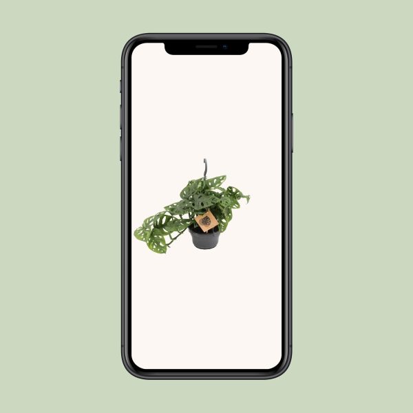Monstera Monkey Mask ↨30cm-ø14cm - Afbeelding 4