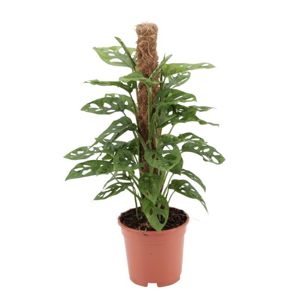Monstera Monkey Mask ↨60cm-ø17cm