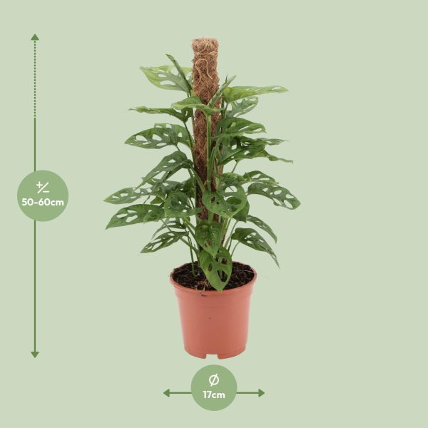 Monstera Monkey Mask ↨60cm-ø17cm - Afbeelding 2