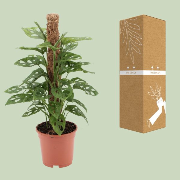 Monstera Monkey Mask ↨60cm-ø17cm - Afbeelding 3