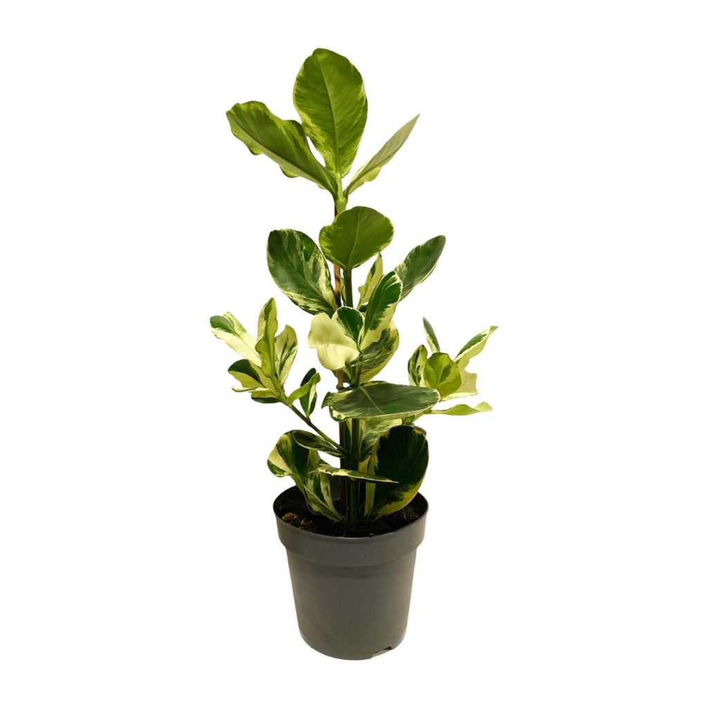 Ficus Elastica 'Tineke' met groen-witte bladeren in pot