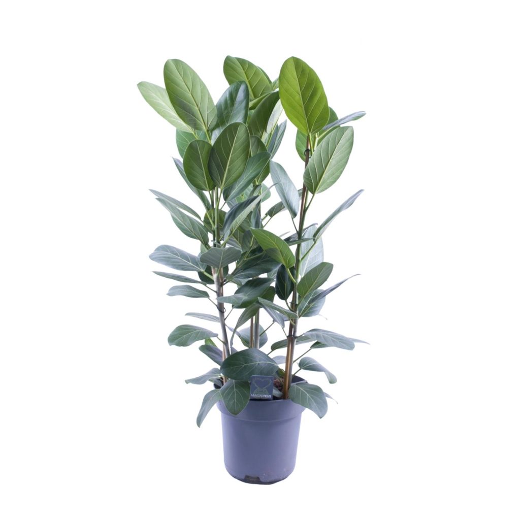 Ficus elastica Magnifica met grote, glanzende donkergroene bladeren