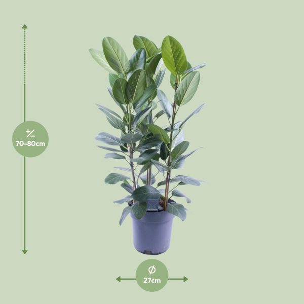 Ficus elastica Magnifica rubberplant van 70-80cm in pot Ø27cm