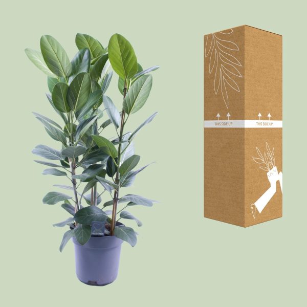 Ficus elastica Magnifica in pot, naast verzenddoos met 'This Side Up'-print