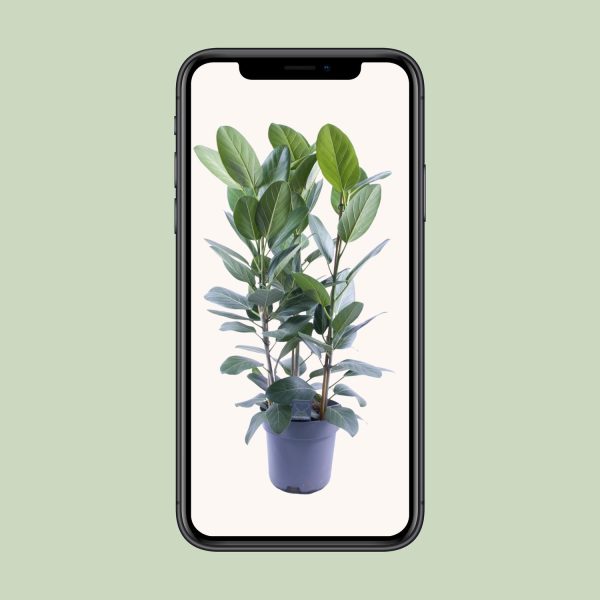 Glanzende rubberplant (Ficus elastica) in pot met donkergroene bladeren