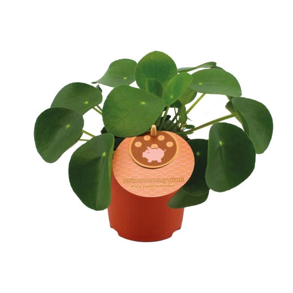 Pilea Peperomioides ↨15cm-ø11cm