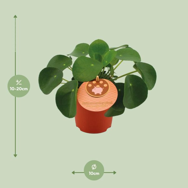 Pilea Peperomioides ↨15cm-ø11cm - Afbeelding 2