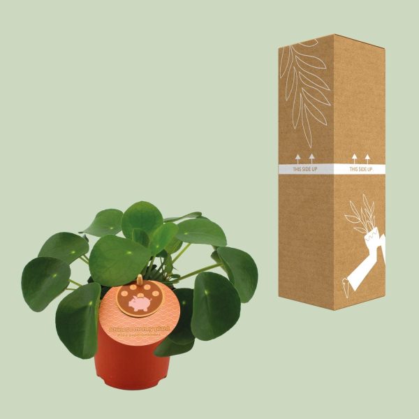 Pilea Peperomioides ↨15cm-ø11cm - Afbeelding 3