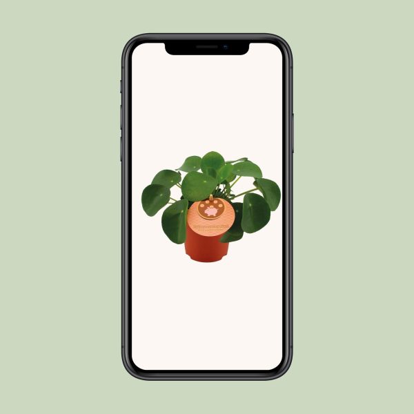 Pilea Peperomioides ↨15cm-ø11cm - Afbeelding 4