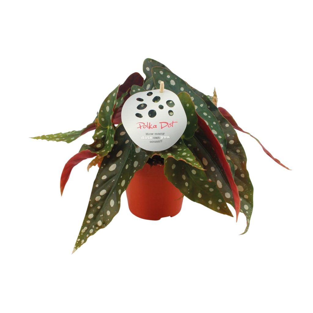 Elegante Begonia maculata Polka Dot met glanzende bladeren en witte stippen