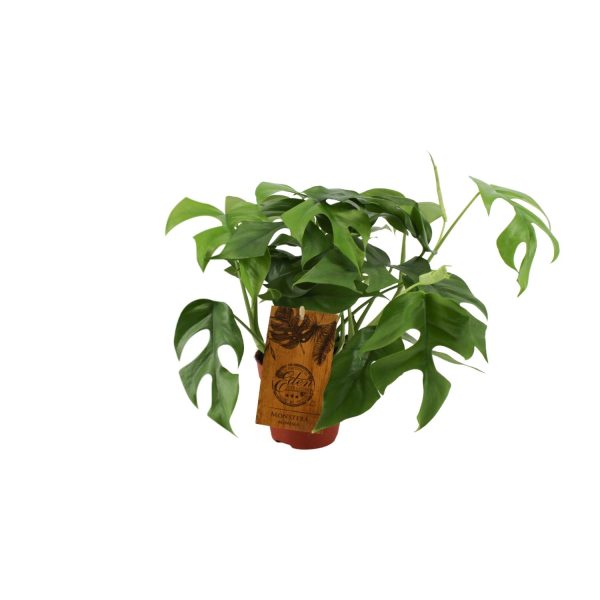 Monstera Minima ↨30cm-ø12cm