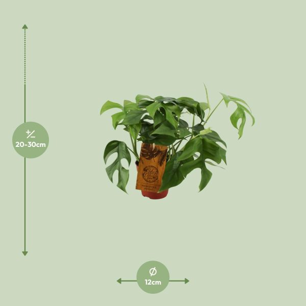 Monstera Minima ↨30cm-ø12cm - Afbeelding 2