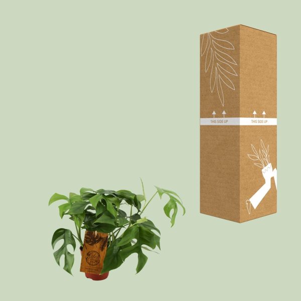 Monstera Minima ↨30cm-ø12cm - Afbeelding 3