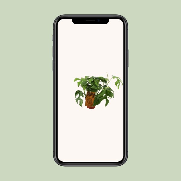 Monstera Minima ↨30cm-ø12cm - Afbeelding 4