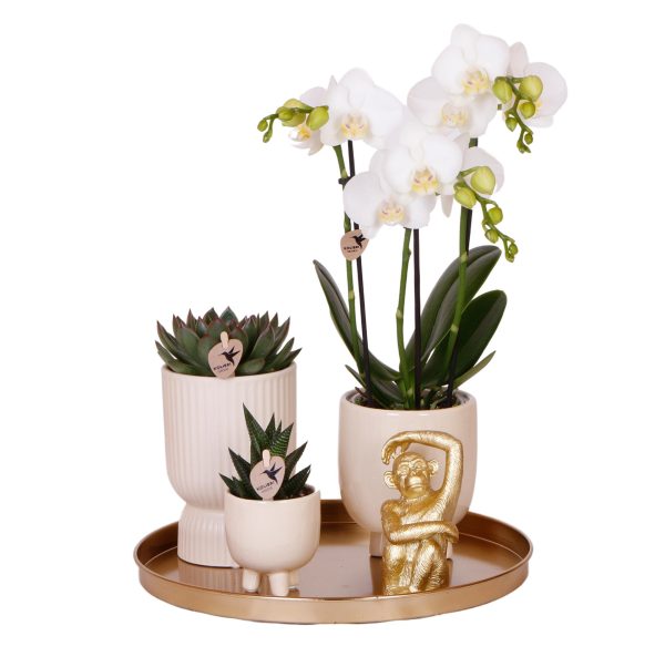 Witte Phalaenopsis orchidee & succulenten ↨45cm-ø12cm