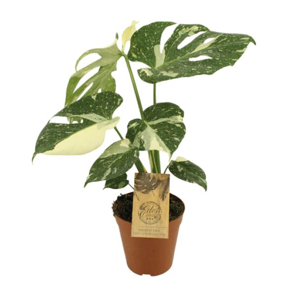 Monstera Thai Constellation ↨50cm-ø15cm