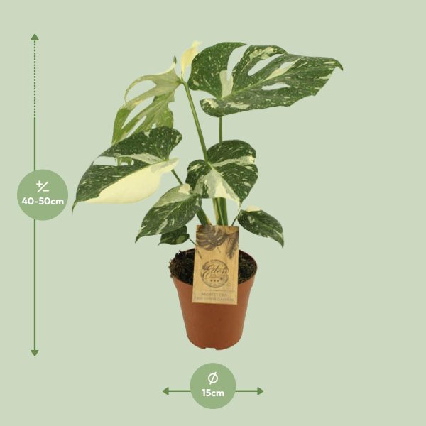 Monstera Thai Constellation ↨50cm-ø15cm - Afbeelding 2