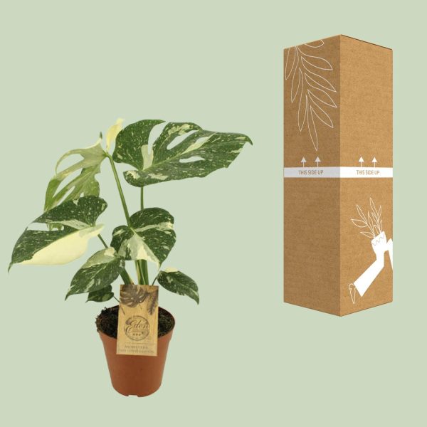 Monstera Thai Constellation ↨50cm-ø15cm - Afbeelding 3