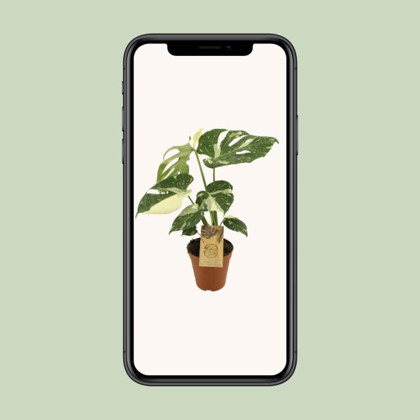 Monstera Thai Constellation ↨50cm-ø15cm - Afbeelding 4