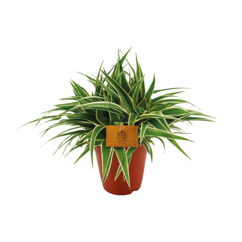 Chlorophytum comosum 'Ocean' in pot met groen-wit gestreepte graslelie bladeren