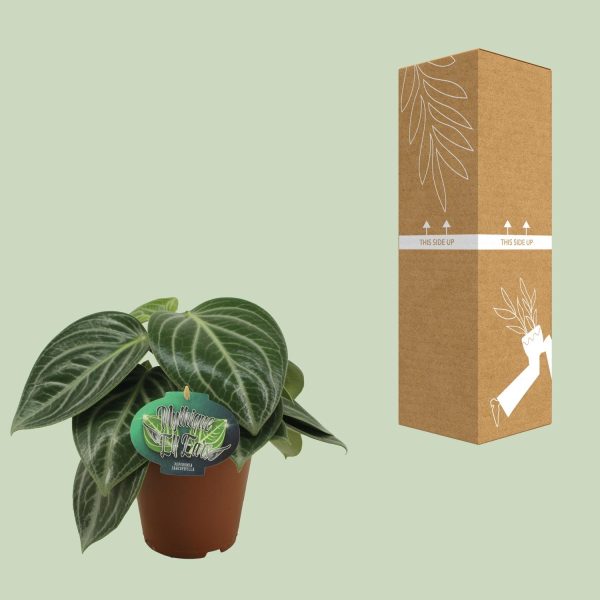 Peperomia Sarcophylla - Ø15cm - ↕25cm - Afbeelding 3
