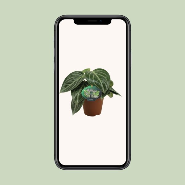 Peperomia Sarcophylla - Ø15cm - ↕25cm - Afbeelding 4