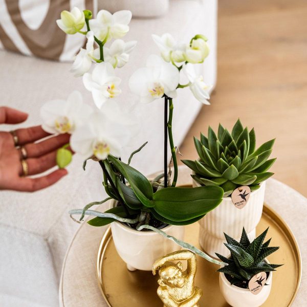 Witte Phalaenopsis orchidee & succulenten ↨45cm-ø12cm - Afbeelding 3
