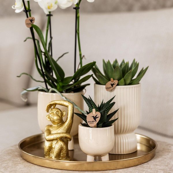 Witte Phalaenopsis orchidee & succulenten ↨45cm-ø12cm - Afbeelding 4