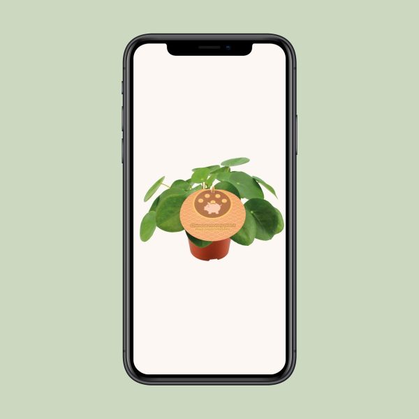 Ronde groene bladeren van Chinese geldplant Pilea peperomioides in terracotta pot