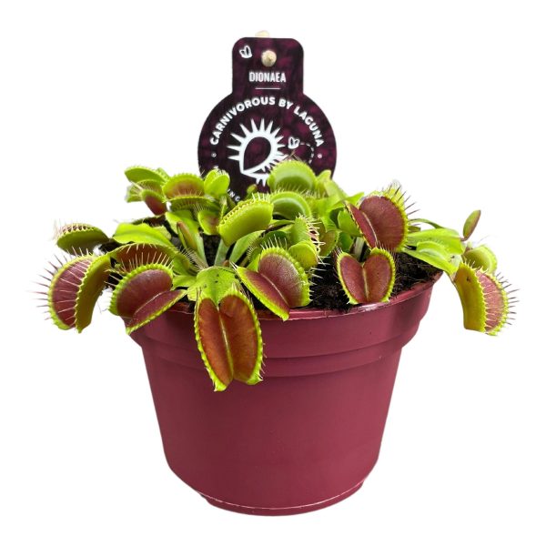Groene Venusvliegenval (Dionaea muscipula) in rode pot met open vangbladen
