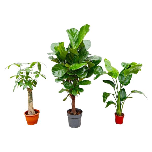 Strelitzia Nicolai ↨70cm-ø130cm Ficus Lyrata Vertakt ↨160cm