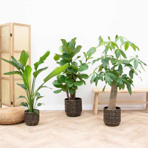 Strelitzia Nicolai ↨70cm-ø130cm Ficus Lyrata Vertakt ↨160cm - Afbeelding 2