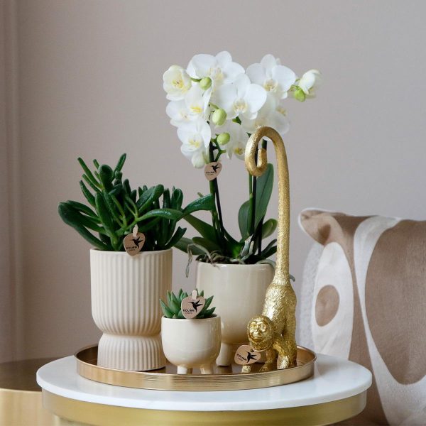 Witte Phalaenopsis orchidee & succulenten ↨45cm-ø12cm - Afbeelding 6
