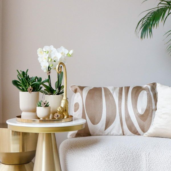 Witte Phalaenopsis orchidee & succulenten ↨45cm-ø12cm - Afbeelding 7