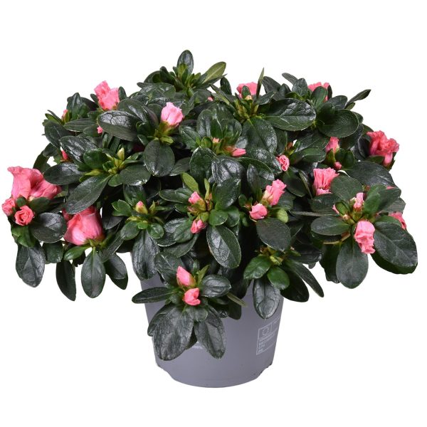 Azalea Vogel Luntera - Ø14cm - ↕30cm