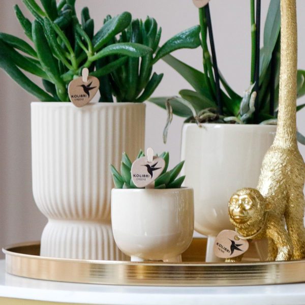 Witte Phalaenopsis orchidee & succulenten ↨45cm-ø12cm - Afbeelding 8