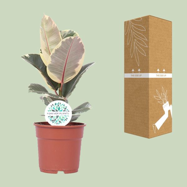 Ficus Elastica Tineke ↨50cm-ø17cm - Afbeelding 3
