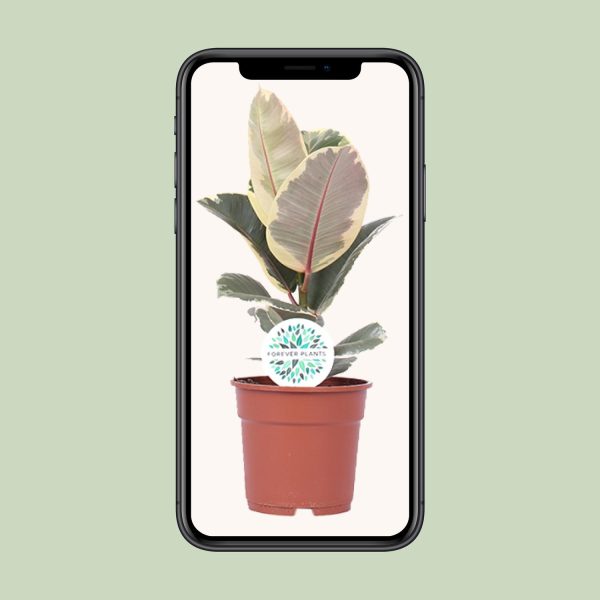 Ficus Elastica Tineke ↨50cm-ø17cm - Afbeelding 4