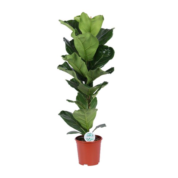 Ficus Lyrata ↨90cm-ø21cm
