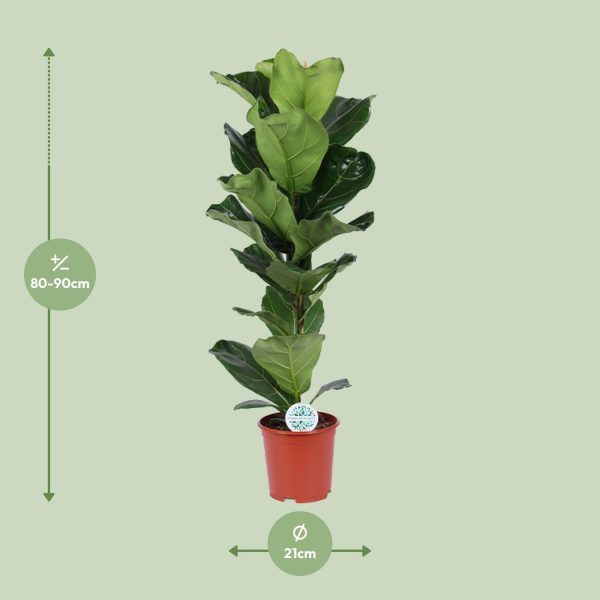 Ficus Lyrata ↨90cm-ø21cm - Afbeelding 2