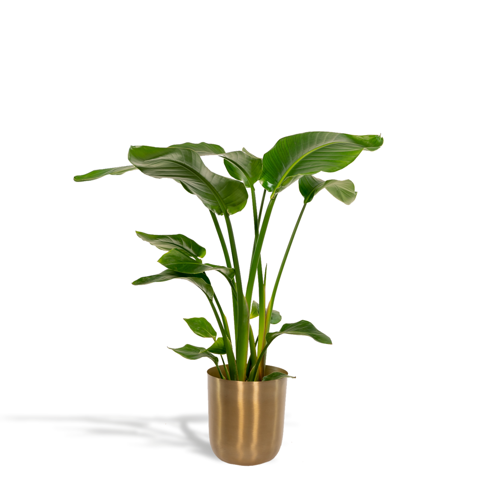 Weelderige Strelitzia (Paradijsvogelplant) met grote groene bladeren