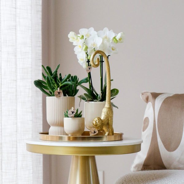 Witte Phalaenopsis orchidee & succulenten ↨45cm-ø12cm - Afbeelding 9