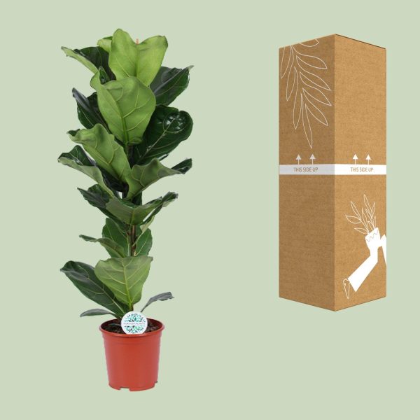 Ficus Lyrata ↨90cm-ø21cm - Afbeelding 3