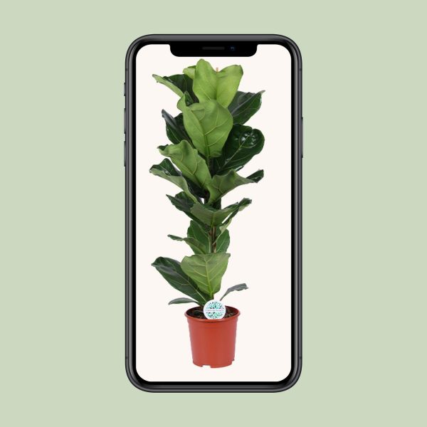 Ficus Lyrata ↨90cm-ø21cm - Afbeelding 4