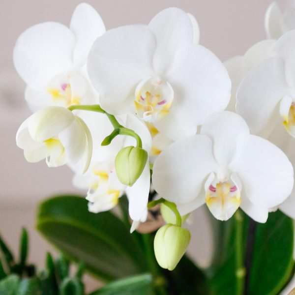 Witte Phalaenopsis orchidee & succulenten ↨45cm-ø12cm - Afbeelding 10