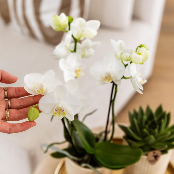 Witte Phalaenopsis orchidee & succulenten ↨45cm-ø12cm - Afbeelding 11