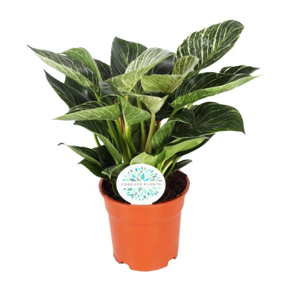 Philodendron Birkin ↨30cm-ø17cm