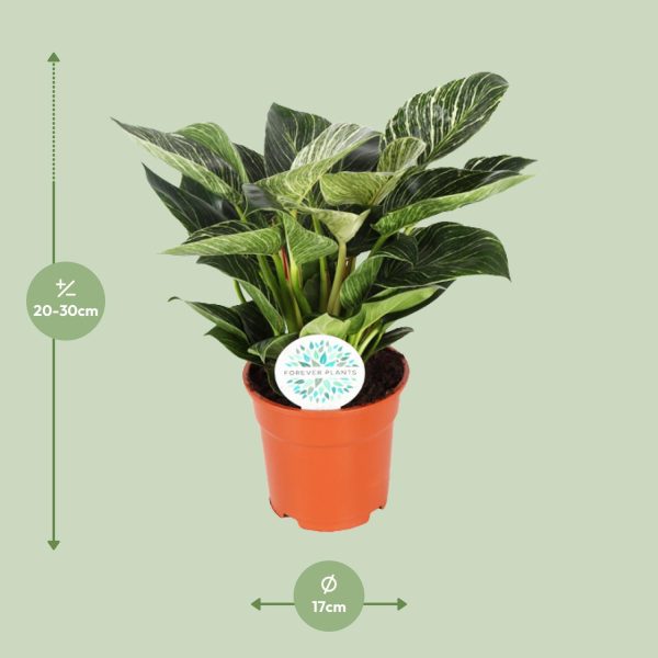 Philodendron Birkin ↨30cm-ø17cm - Afbeelding 2