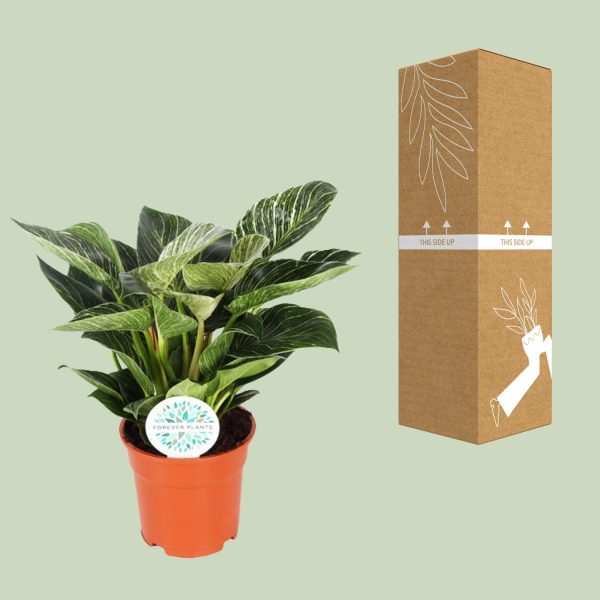 Philodendron Birkin ↨30cm-ø17cm - Afbeelding 3